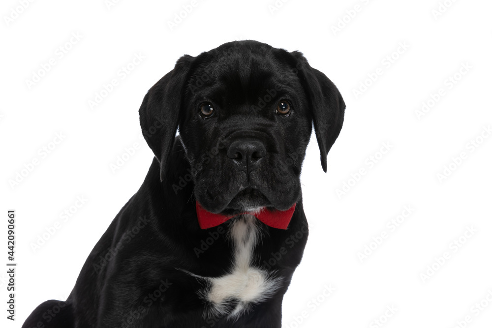 adorable cane corso dog wearing a red bowtie adorable cane corso dog wearing a red bowtie