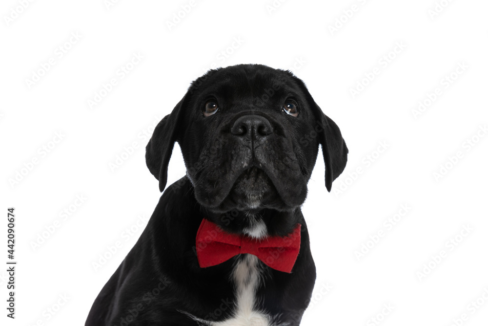 cane corso dog looking up and wearing a red bowtie cane corso dog looking up and wearing a red bowtie