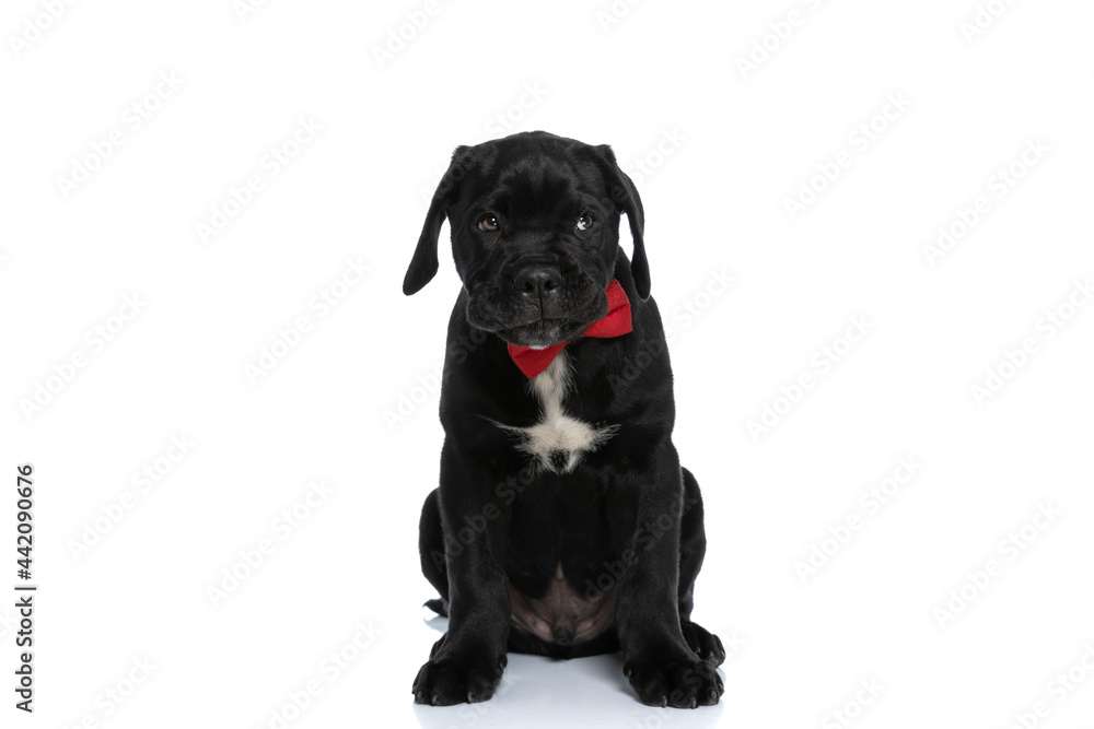 cute cane corso dog being grumpy, looking away cute cane corso dog being grumpy, looking away
