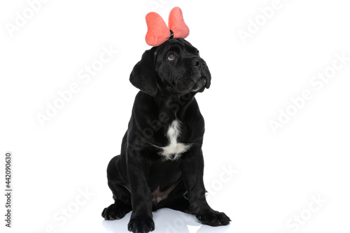 Fototapeta Naklejka Na Ścianę i Meble -  sweet cane corso dog wearing a butterfly bandana