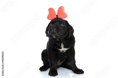 cute cane corso puppy wearing bow headband looks up