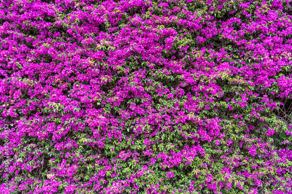 Pink Purple Flowers Blooming Background