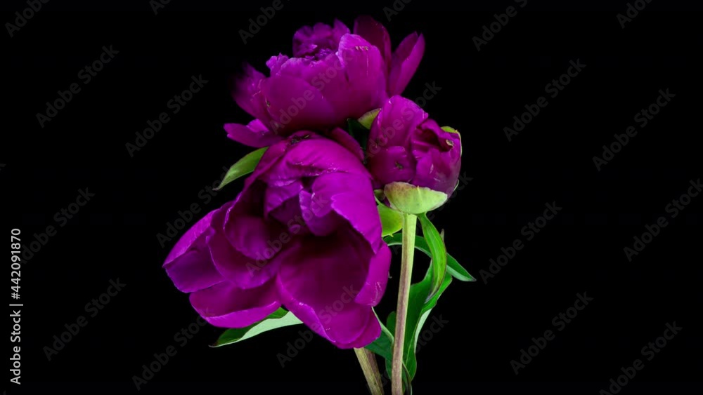 time lapse of a bunch of burgundy and blue peonies blooming on a black background. Blooming peonies flowers open, close-up. Wedding background, Valentine's Day. 4K UHD video. time lapse of a bunch of burgundy and blue peonies blooming on a black background. Blooming peonies flowers open, close-up. Wedding background, Valentine's Day. 4K UHD video.