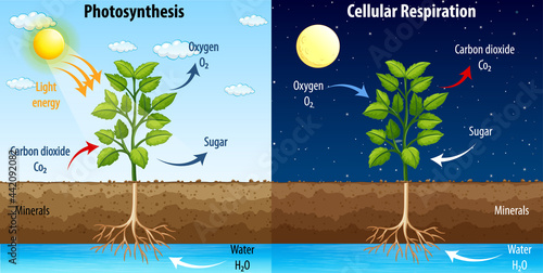 Diagram showing process of photosynthesis and cellular respiration