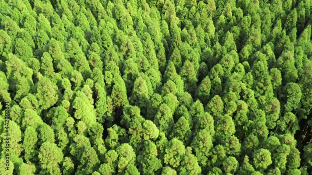 Tree tops in summer time, Canary's Lagoon, Sao Miguel island, Azores, Portugal Tree tops in summer time, Canary's Lagoon, Sao Miguel island, Azores, Portugal