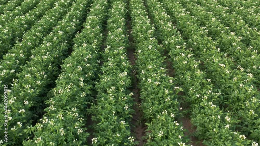 Aerial view of blooming potatoes crops on field. Agriculture and cultivation concept Aerial view of blooming potatoes crops on field. Agriculture and cultivation concept