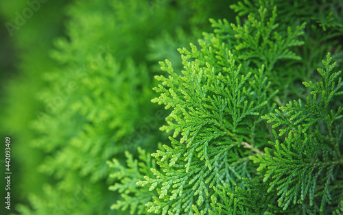 natural green plants landscape, ecology, fresh. Close up of green pine or juniper tree in the garden, green artwork content