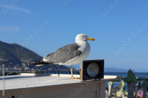 Posing of a wild seagull on a sunny summer day.