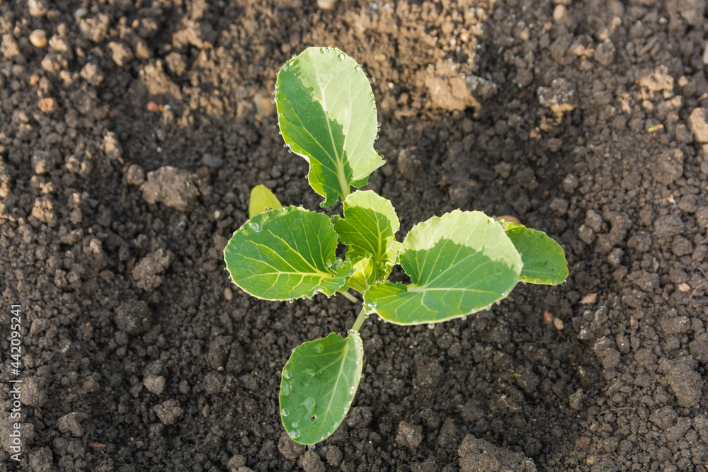 Green sprout of cabbage in organic soil. Seedlings of cabbage on a background of soil. View from above Green sprout of cabbage in organic soil. Seedlings of cabbage on a background of soil. View from above