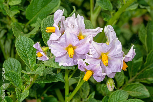 Close up of the flowers of the potato plant