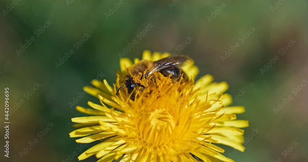 Bee collecting nectar from yellow flower Bee collecting nectar from yellow flower