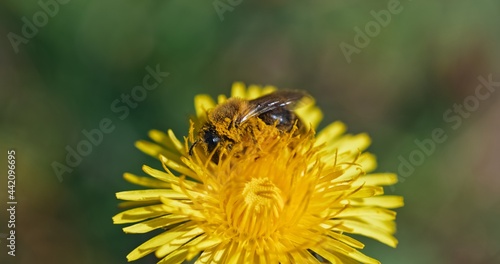 Bee collecting nectar from yellow flower