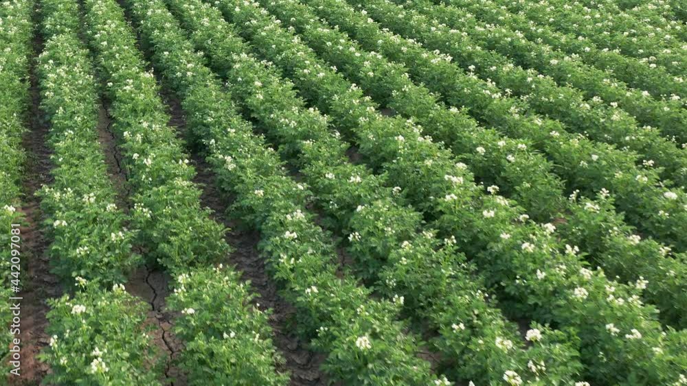 Aerial view of blooming potatoes crops on field. Agriculture and cultivation concept Aerial view of blooming potatoes crops on field. Agriculture and cultivation concept