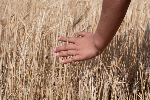 girl s hand touching a wheat field in nature