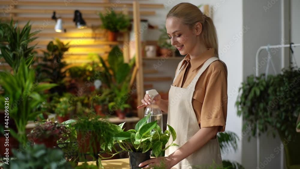 Smiling attractive young woman florist wearing apron spraying water on houseplants in flower pots by sprayer. Female sprinkles houseflowers using spray bottle. Gardener watering house plants.
