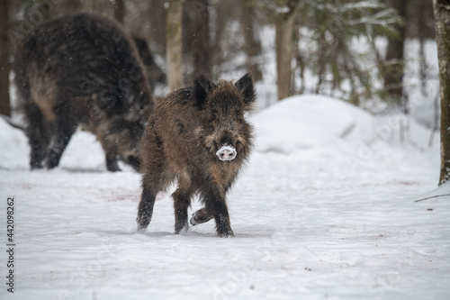 Wild boar Winter Russia