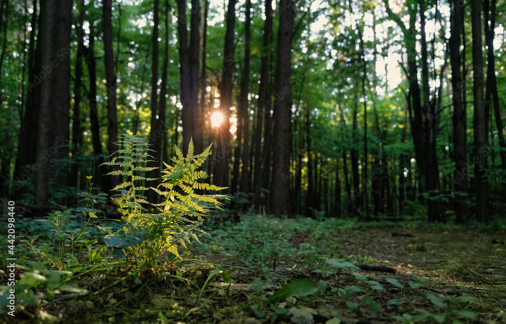 Obraz premium Forest natural background. sunny light, forest trees, fern leaves. Beautiful mystery landscape with green trees, summer season