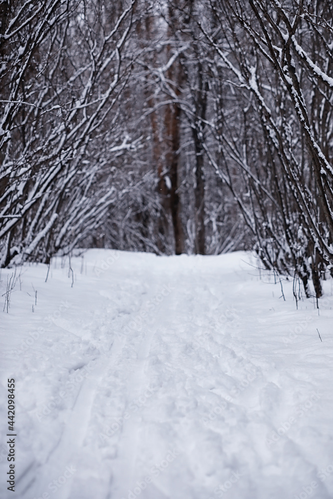 Fototapeta premium Winter forest. Landscape of the park in winter. Snow-covered trees at the edge.