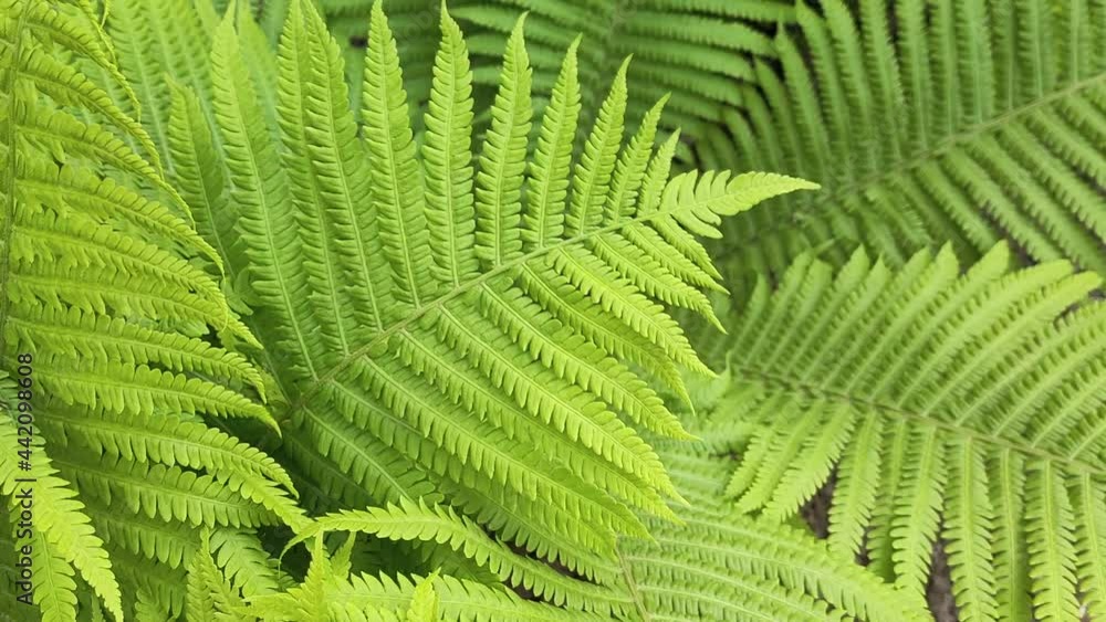 Close-up view of fresh fern leaves in a delicate green color. Close-up view of fresh fern leaves in a delicate green color.