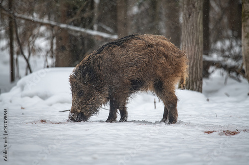 Wild boar Winter Russia © Stanislav