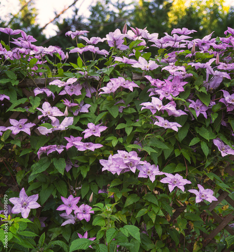Clematis full of flowers in...