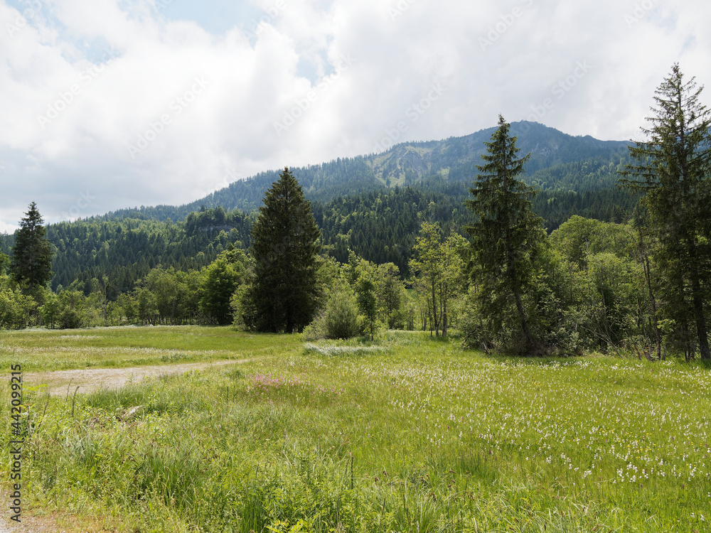 Fototapeta premium Bayerische Landschaft. Sutten Feuchgebiet durch das idyllische Rottachtal. Der Weg um den Wald am Seeufer im Schatten hoher Kiefern
