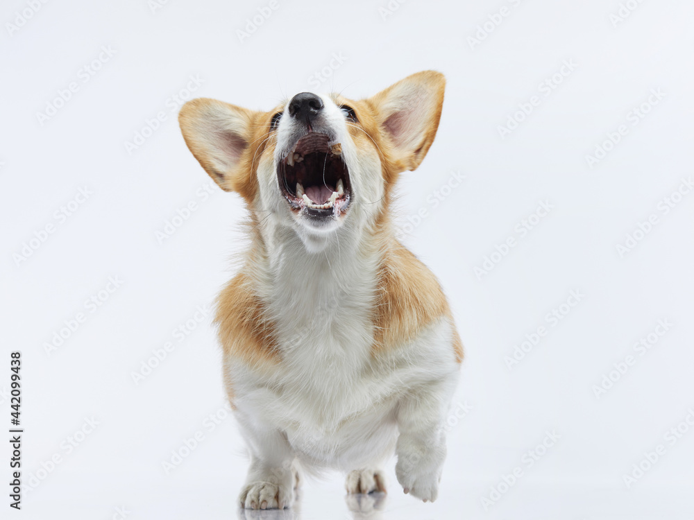 the dog catches a piece of food. funny welsh corgi pembroke on a white background. Pet in the studio. 