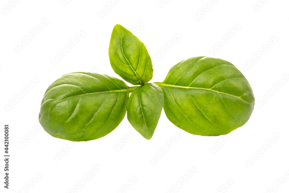 A green leaf or sprig of basil seasoning isolated on a white background. A green leaf or sprig of basil seasoning isolated on a white background.