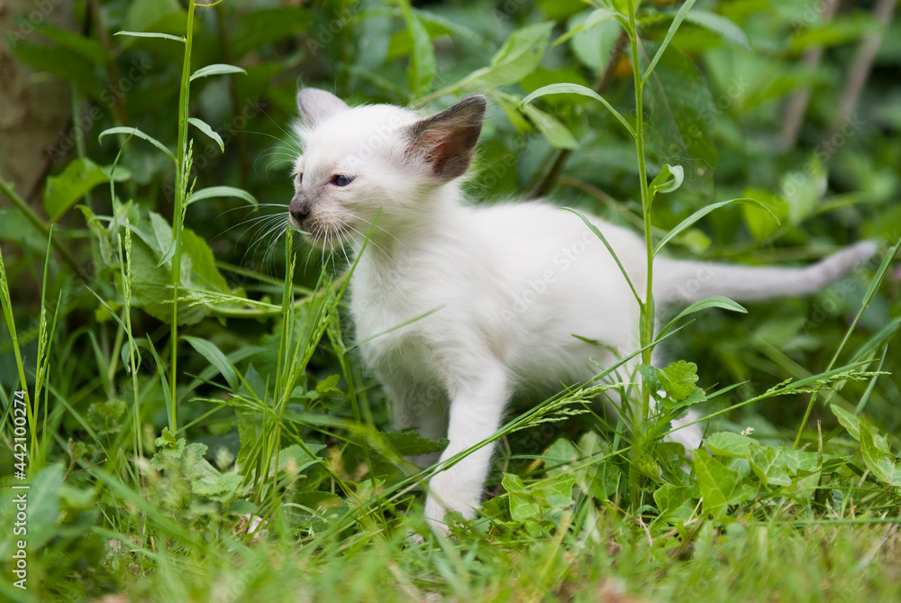 Fototapeta premium Balinesen Kitten im Grünen