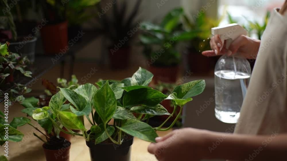 Close-up hands of unrecognizable young woman spraying water on houseplants in flower pots by sprayer. Female hand sprinkles flowers using spray bottle. Gardener hands watering house plants closeup. Close-up hands of unrecognizable young woman spraying water on houseplants in flower pots by sprayer. Female hand sprinkles flowers using spray bottle. Gardener hands watering house plants closeup.