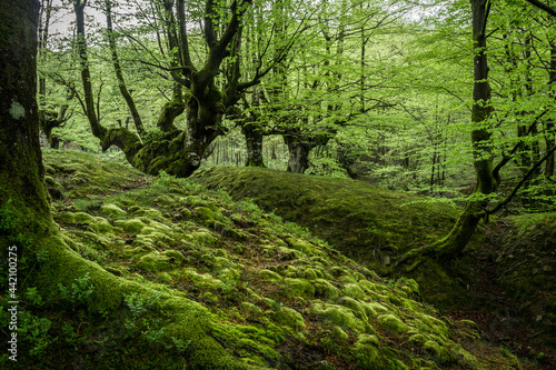 inside otzarret forest in basque country, Spain photo