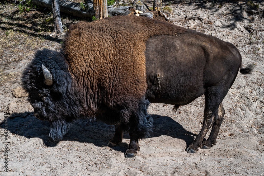 American Bison in the field of Yellowstone National Park, Wyoming American Bison in the field of Yellowstone National Park, Wyoming