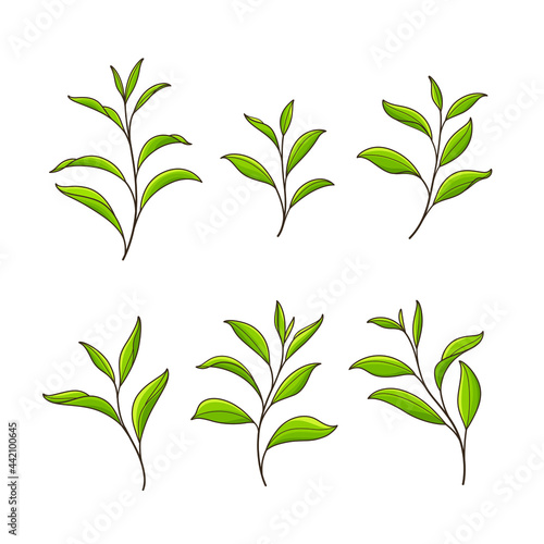Set of green tea leaves. Flat vector illustration.