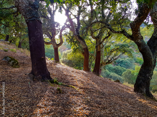 Trasluz entre encinas en un bonito atardecer entre un bosque alcornocales con un manto de hojas secas photo