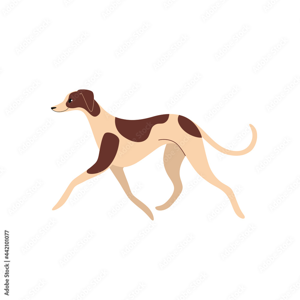Whippet. Cute dog character. Vector illustration in cartoon style for poster, postcard.
