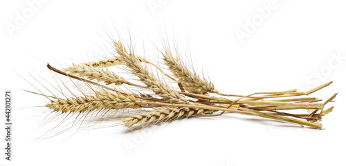 Ripe yellow wheat ears, crops isolated on white background