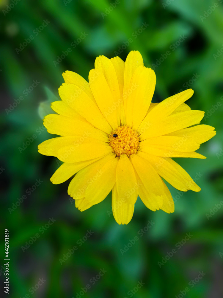 yellow flower in the garden yellow flower in the garden