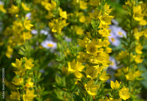 yellow flowers in the garden