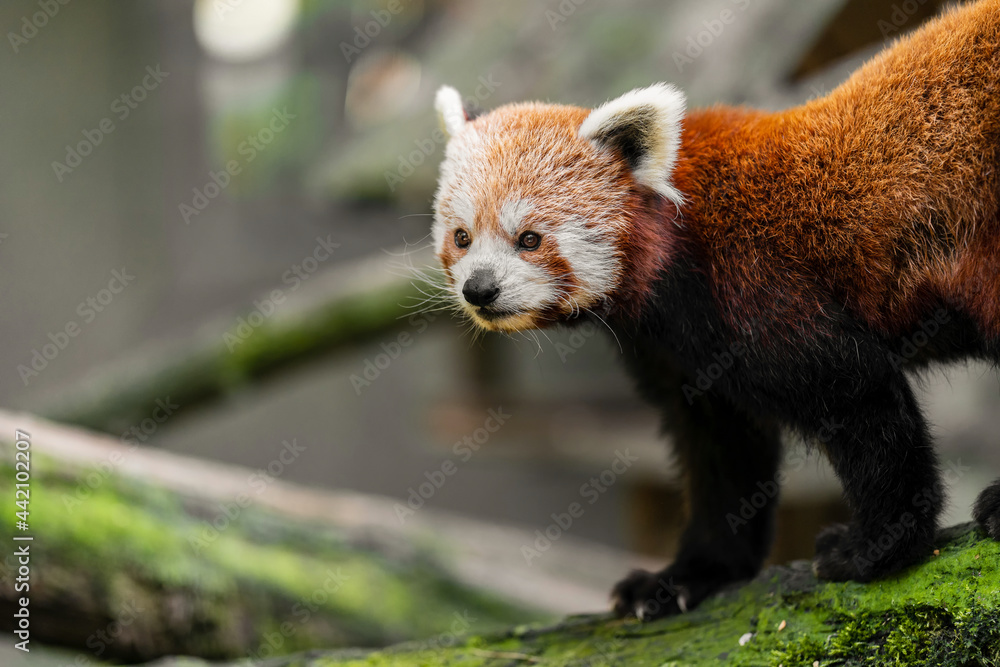 The red panda (Ailurus fulgens) is a carnivoran native to the eastern Himalayas and southwestern China. It is listed as Endangered on the IUCN Red List. The red panda (Ailurus fulgens) is a carnivoran native to the eastern Himalayas and southwestern China. It is listed as Endangered on the IUCN Red List.