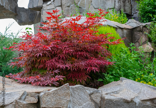 Small Beautiful Acer palmatum (palmate maple or smooth Japanese maple) leaves. Fall red maples in stone garden. Red-foliaged Japanese maple, close up. Red Fall Foliage.