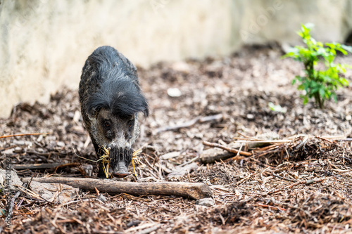 The Visayan warty pig (Sus cebifrons) is a critically endangered species in the pig genus (Sus). It is endemic to six of the Visayan Islands (Cebu, Negros, Panay, Masbate, Guimaras, and Siquijor).