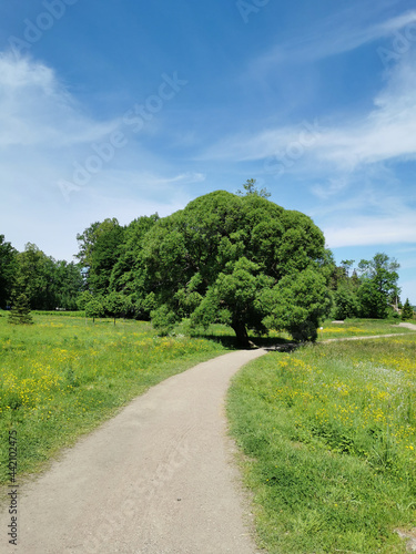 Gravel road past a large tree, among wildflowers in the Monrepos Park of the city of Vyborg against the background of a blue sky with clouds.