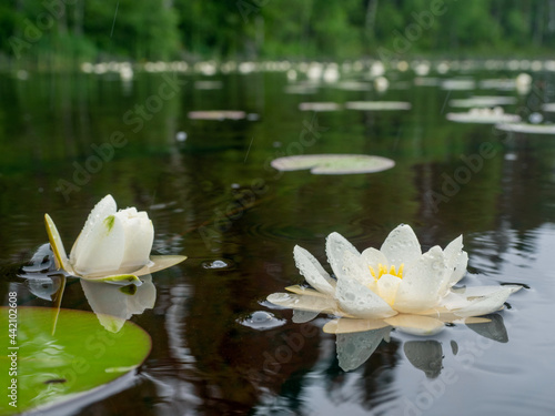 White water lily with large white flowers and green leaves on the surface of a lake in the Republic of Karelia  northwestern Russia