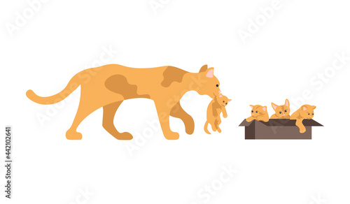 Cute mother cat carries a red kitten to the box