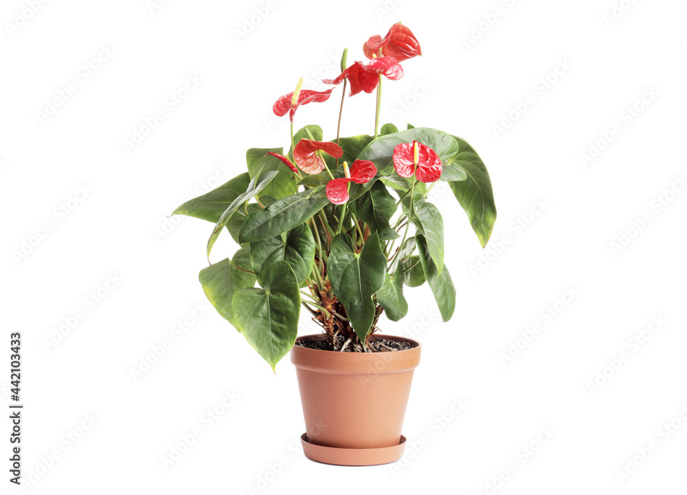 ANTHURIUM beautiful red flower isolated on white background. Flower in a pot. Indoor plant. ANTHURIUM beautiful red flower isolated on white background. Flower in a pot. Indoor plant.