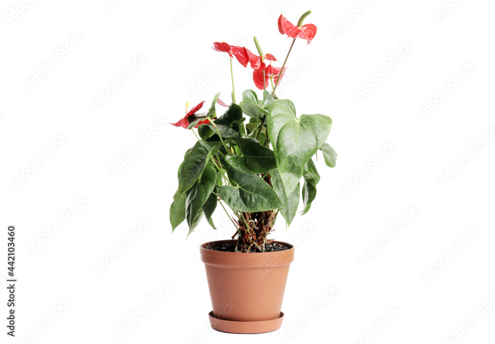 ANTHURIUM beautiful red flower isolated on white background. Flower in a pot. Indoor plant. ANTHURIUM beautiful red flower isolated on white background. Flower in a pot. Indoor plant.