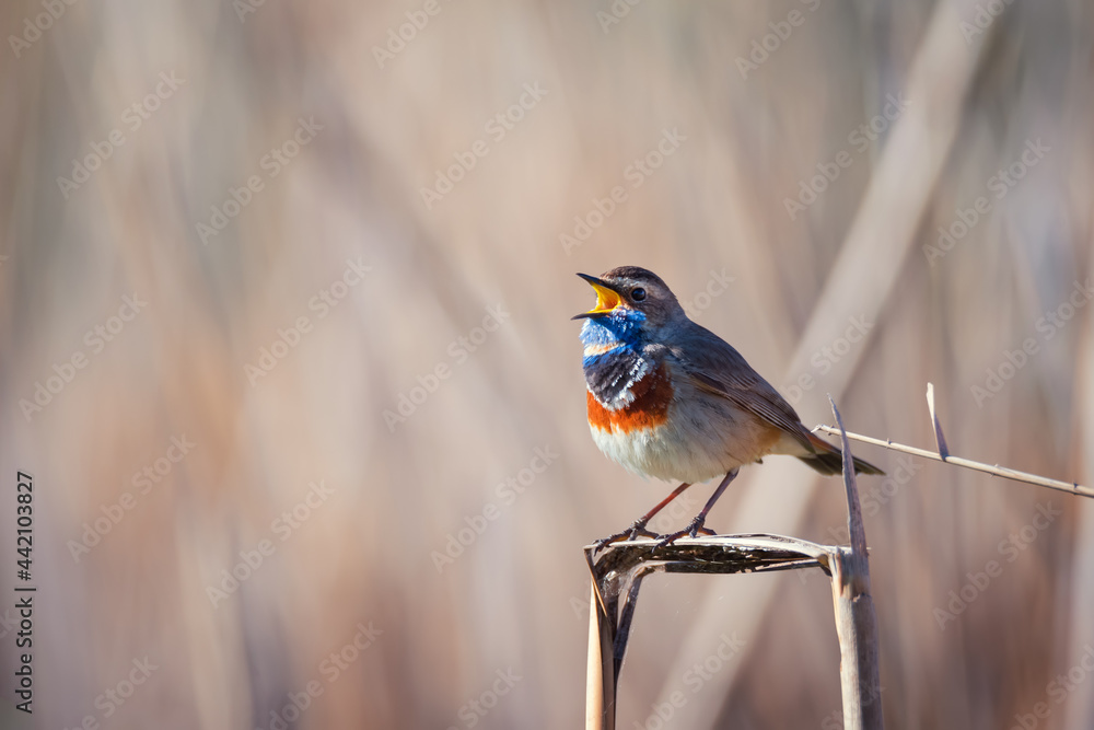 Beautiful bluethroat bird sits on a reed Beautiful bluethroat bird sits on a reed