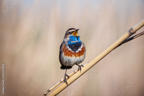 Beautiful bluethroat bird sits on a reed © viktoriya89