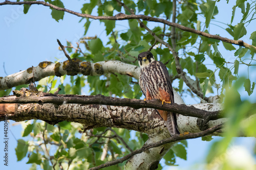 Fényképezés The Hobby (Falco subbuteo), wild predator bird sits on tree branch