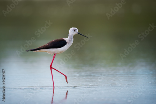 Black-winged stilt bird on the lake photo
